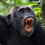 chimpanzee civil war