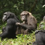 chimpanzee-civil-war
