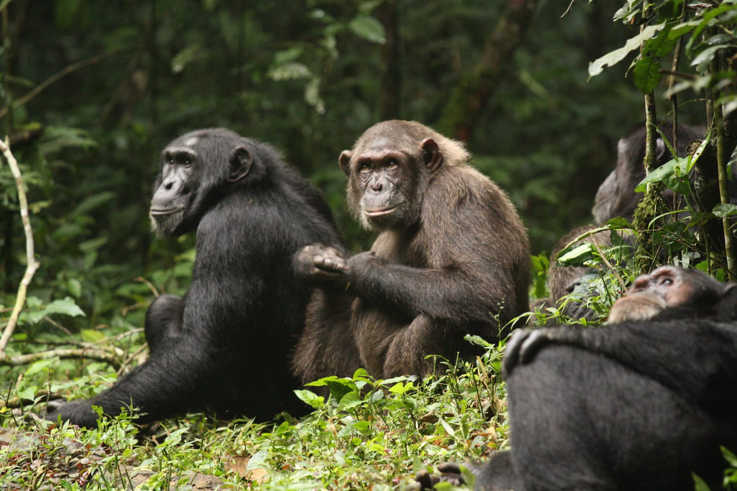 chimpanzee civil war
