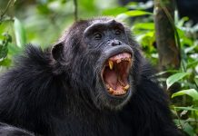 Researchers discover a vicious civil war among chimpanzees in Uganda chimpanzee civil war
