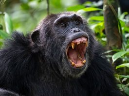 Researchers discover a vicious civil war among chimpanzees in Uganda chimpanzee civil war