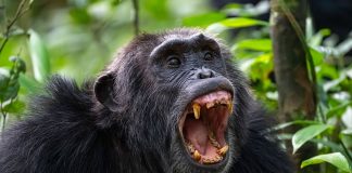 chimpanzee civil war