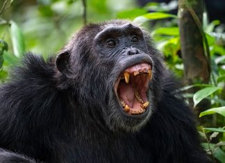Researchers discover a vicious civil war among chimpanzees in Uganda chimpanzee civil war
