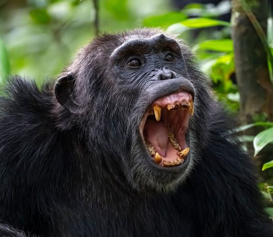 chimpanzee civil war