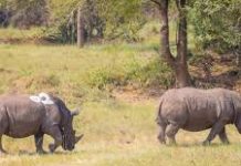 kidepo valley national park