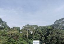 Ziika forest